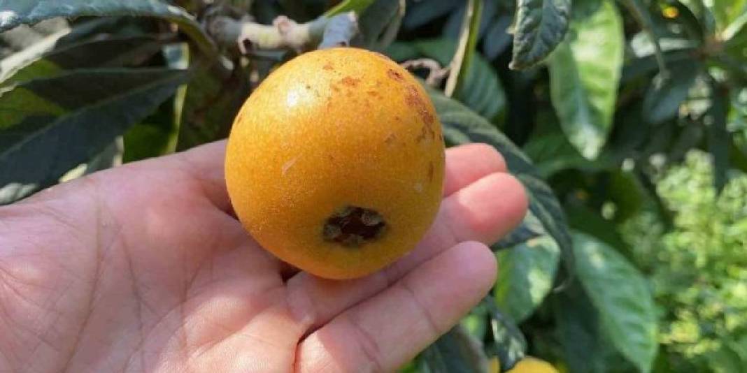 İç pazarda 100 TL, dış pazarda 4 dolar: Mersin'de "Sarı altın" için hasat saati geldi 7